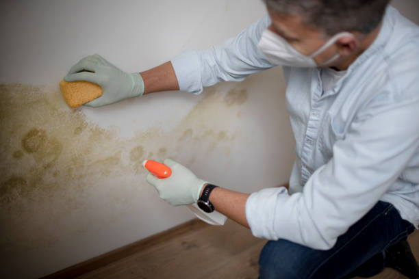 Professional Mold Inspection, Removal & Remediation in Lucas Valley Marinwood, CA